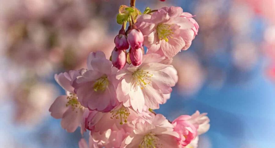 7 flower traditions - cherry blossom in Japan - on Thursd