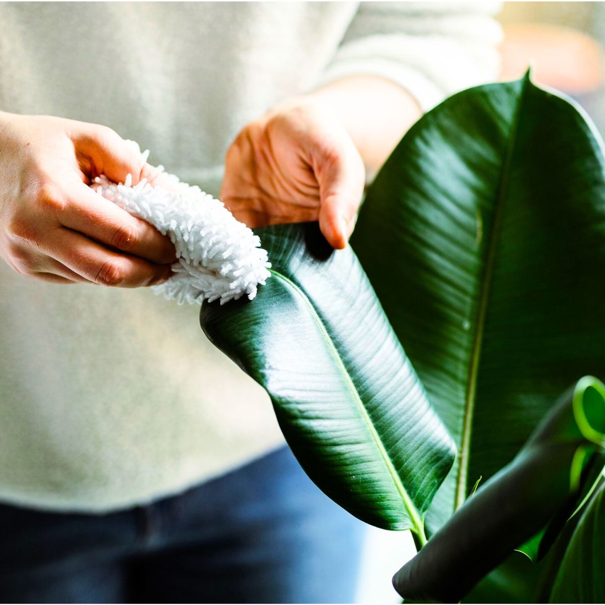 Wiping a houseplant