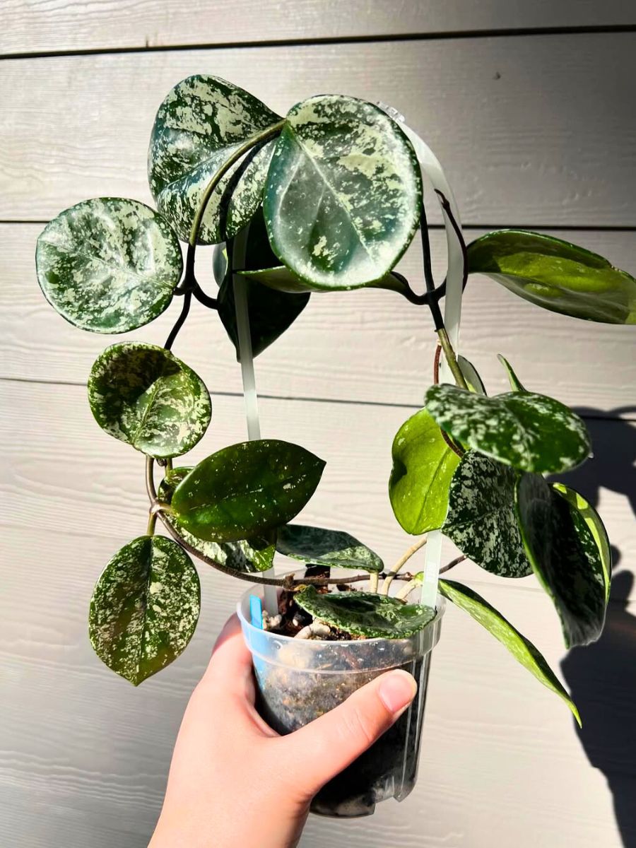 A potted Hoya Carnosa houseplant