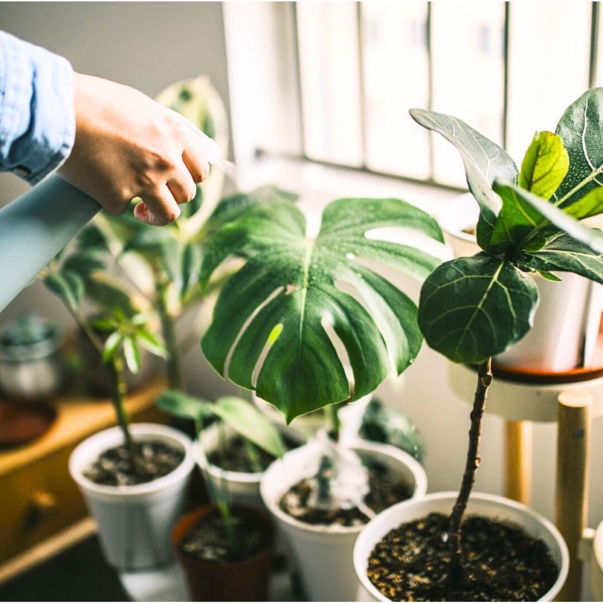 Houseplants being sprayed with water in their pots