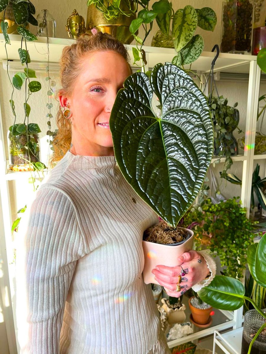 Anthurium Luxurians houseplant with woman