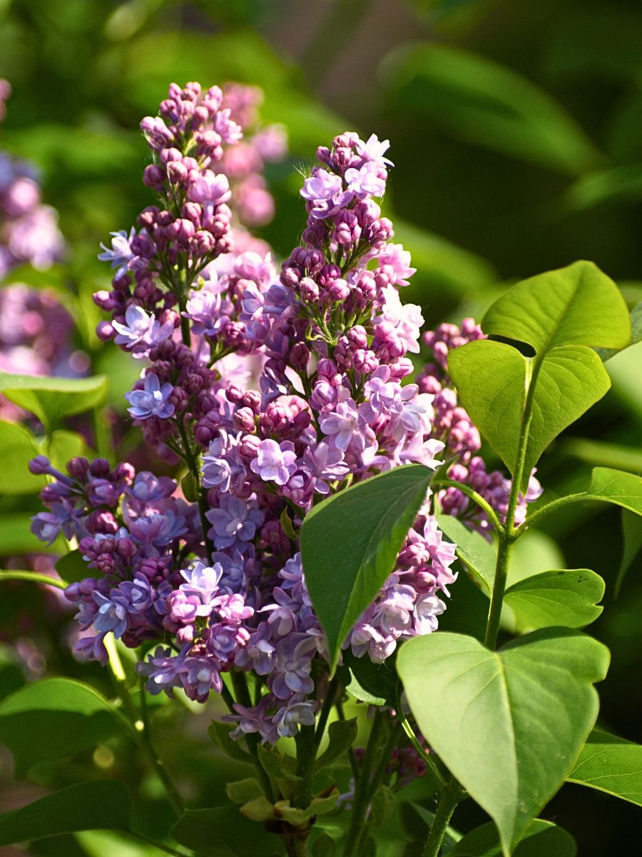 Common Sweet-Scented Plants to Transform Your Ordinary Spring Garden Into a Fragrant Haven