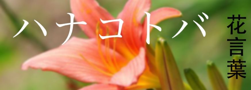 7 flower traditions - Hanakotoba in Japan - on Thursd