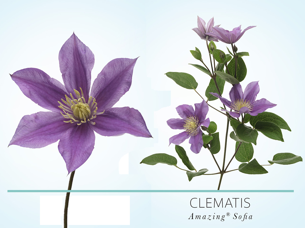 Clematis Amazing Sofia New on the Market