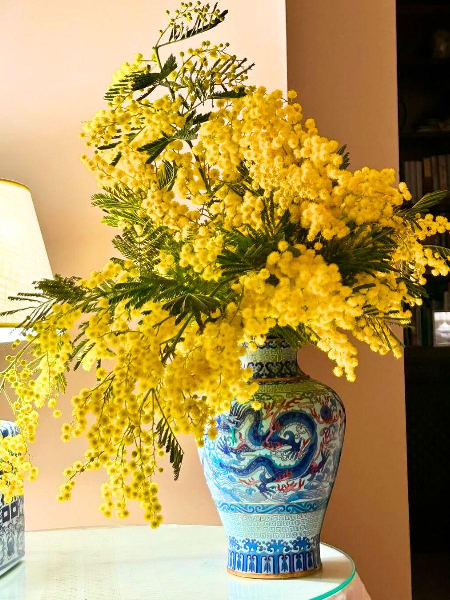 Detail of mimosa flower in a vase