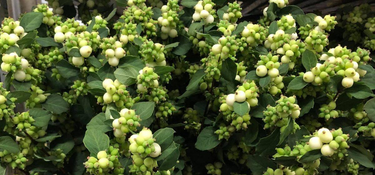 Symphoricarpos - Cut Flowers - Summer Flowers on Thursd for Peter's weekly Menu