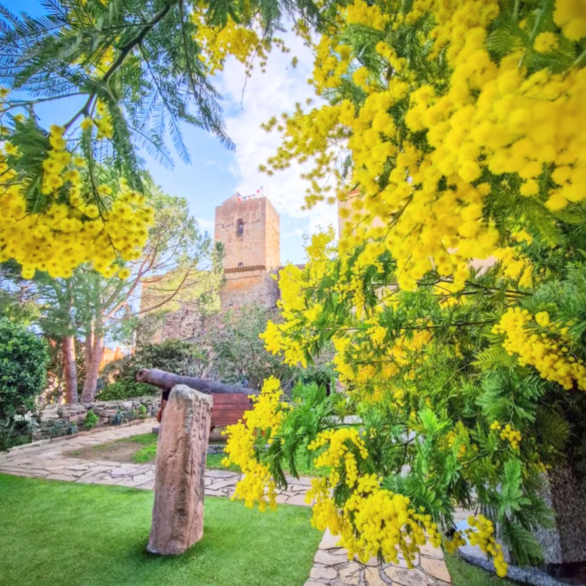 Mimosa tree with a castle background