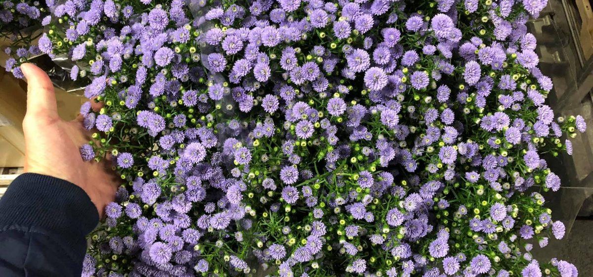 Aster - Cut Flowers - on Thursd for Peter's weekly Menu