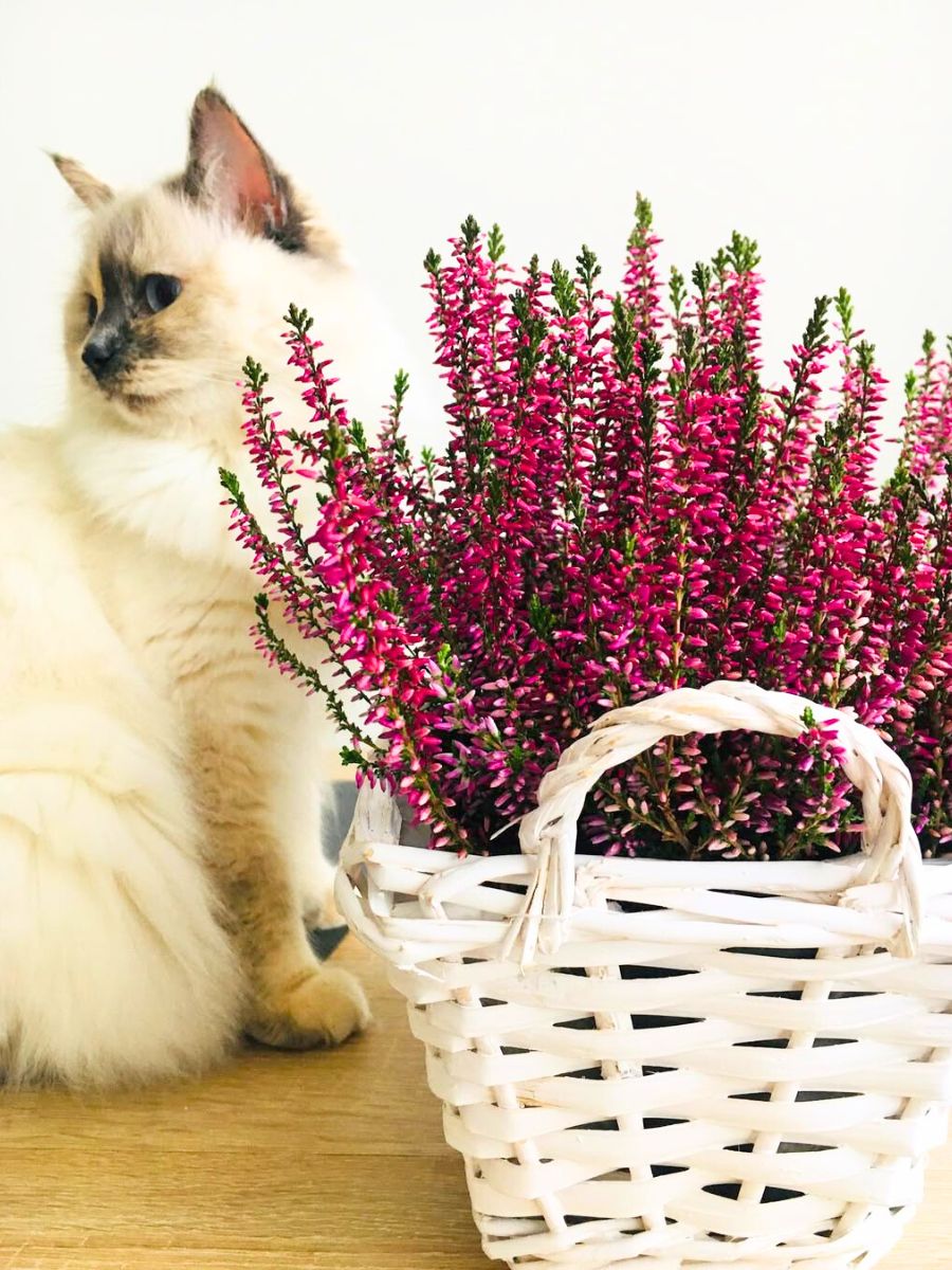 Bright pink heather flowers with cat