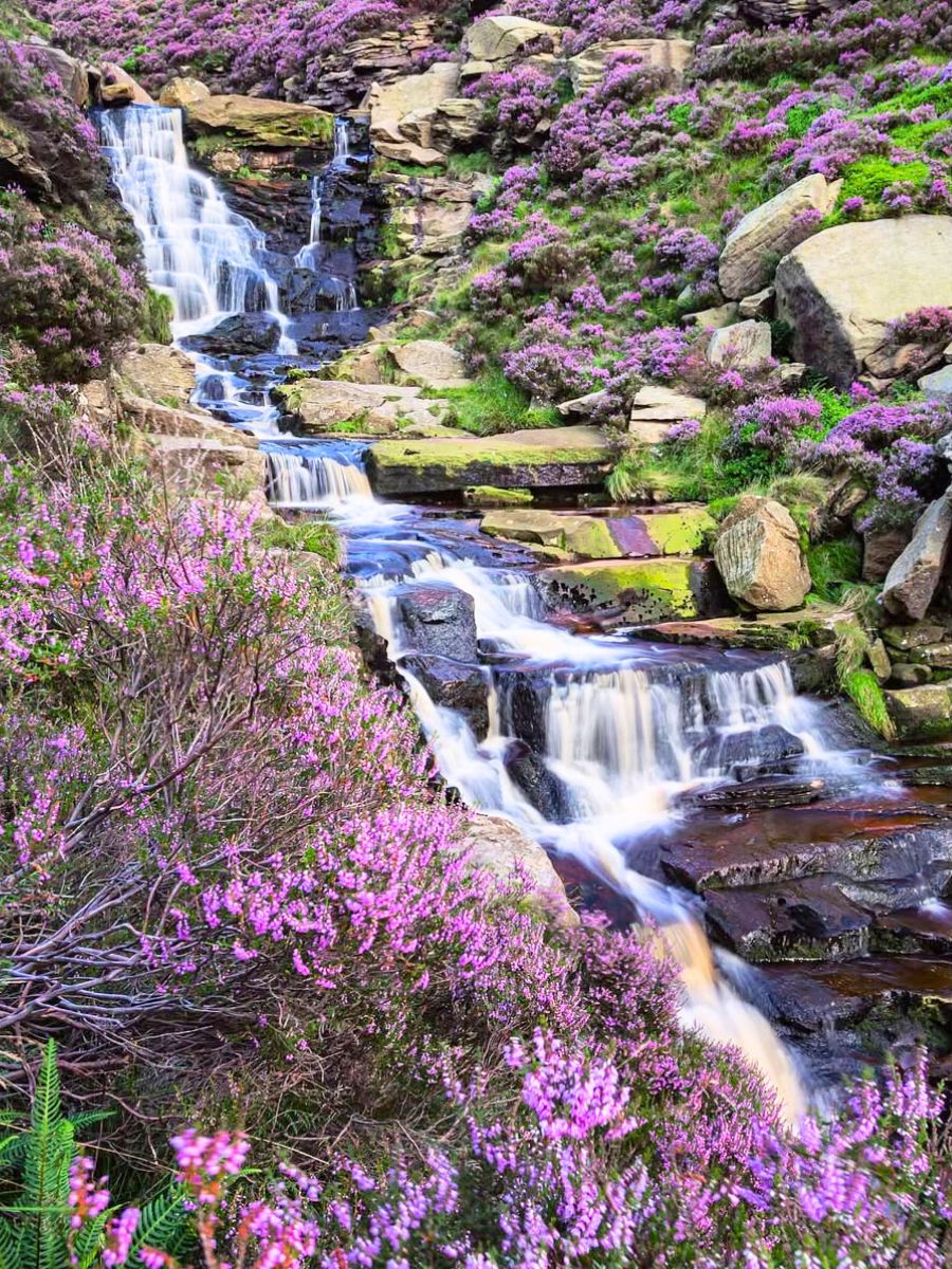 Heather flowers and a waterfall