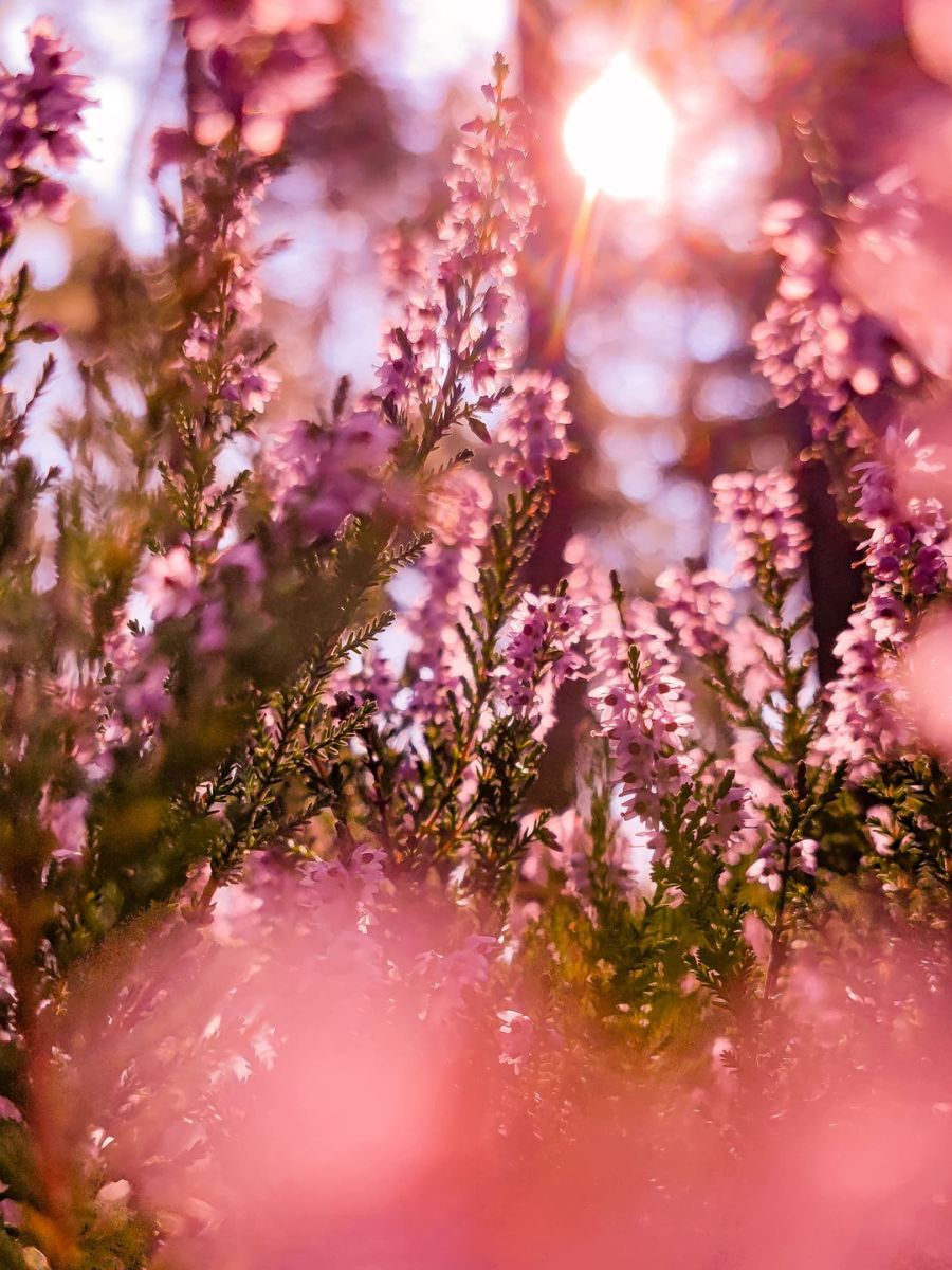 Heather flowers between sunrays