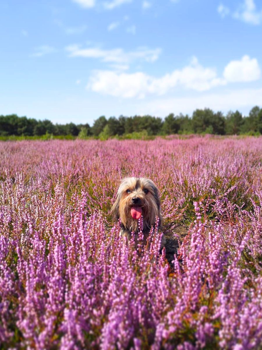 Dog amongst hundreds of heather flowers