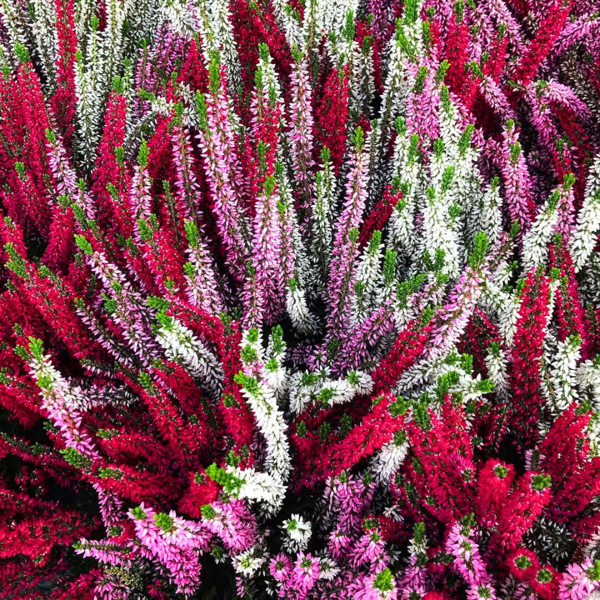 White red and pink heather flowers