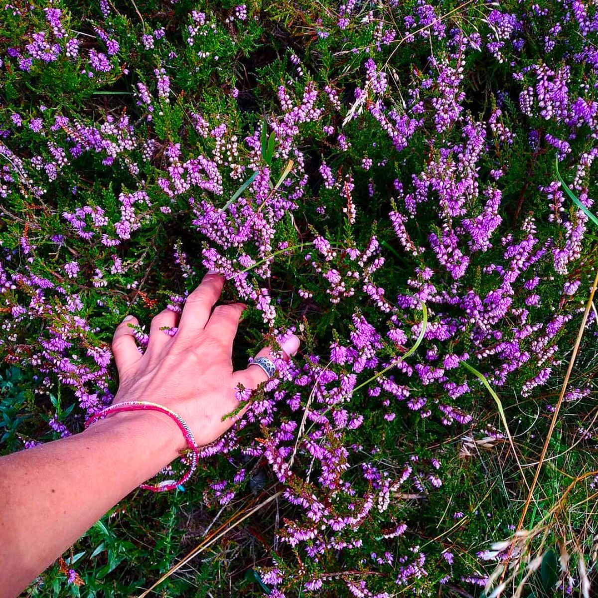 Purple heather flowers