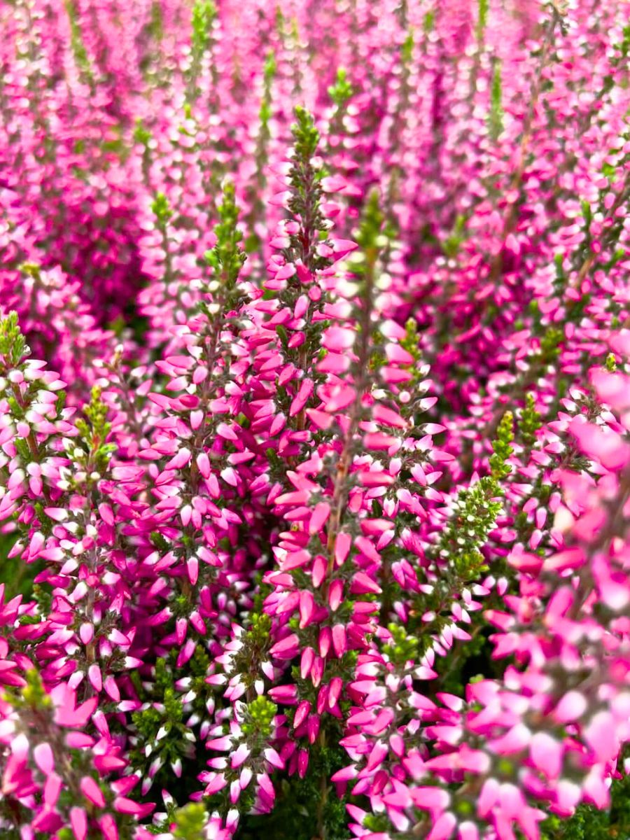 Hot pink heather flowers