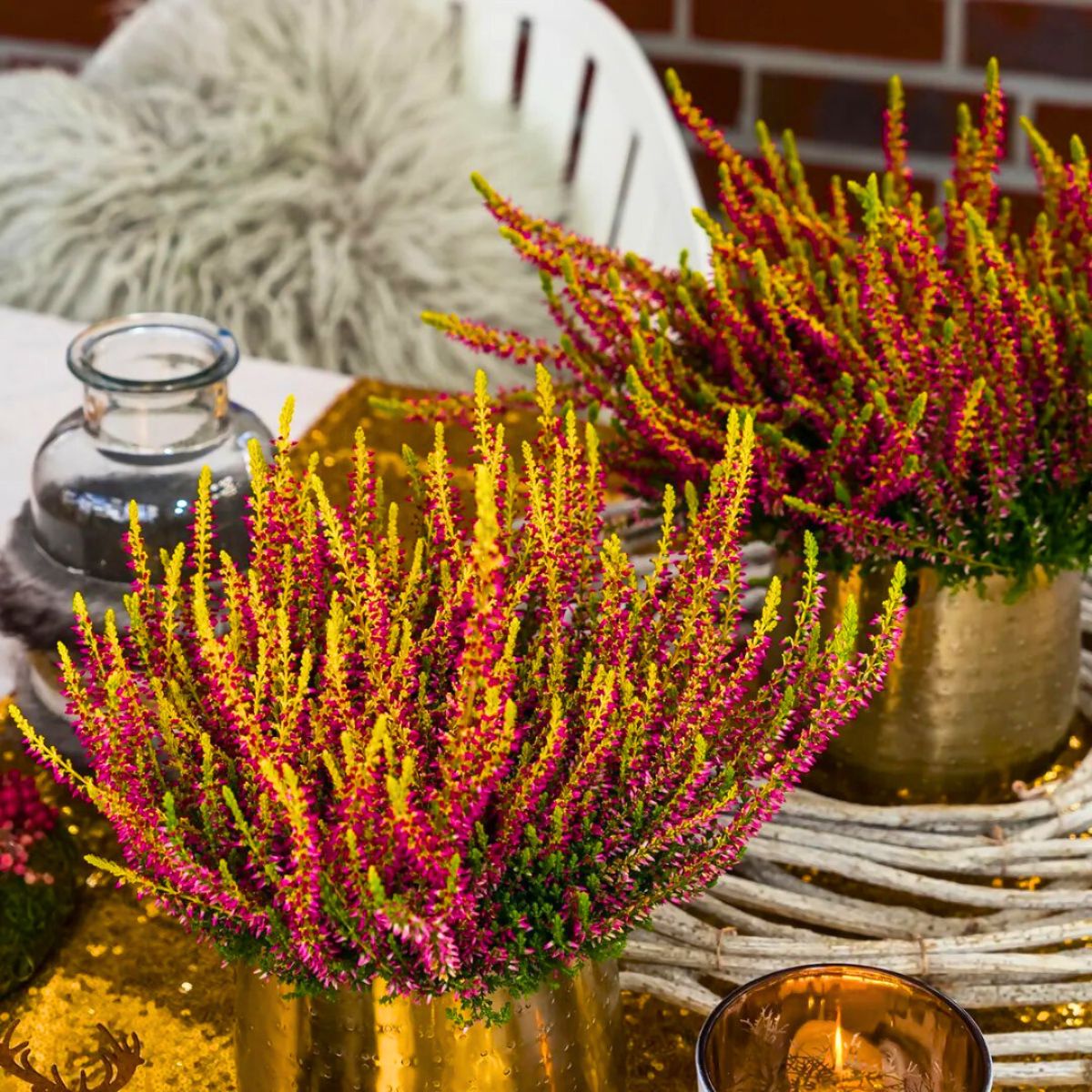 Bicolor heather flowers arranged