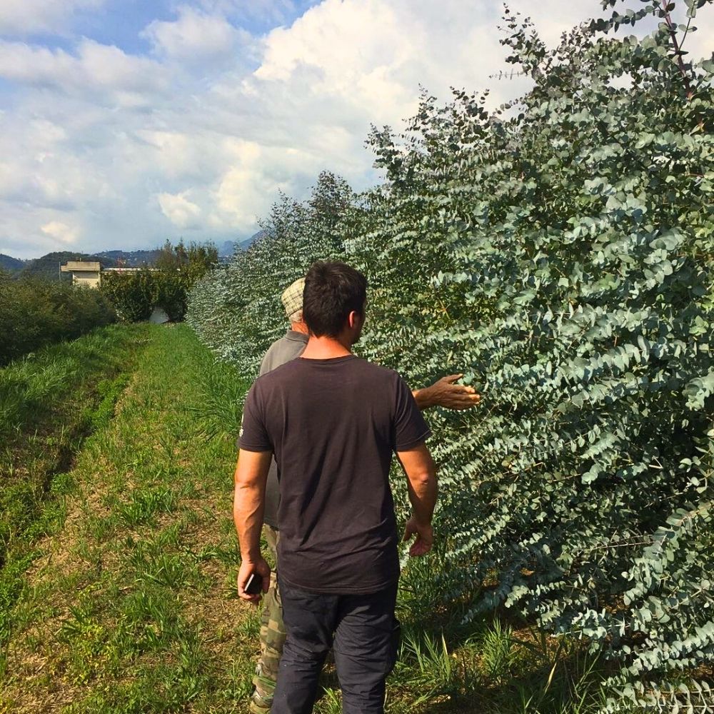 Italy’s Nori Fiori Delivers Fresh Eucalyptus Cinerea for Adomex’s OrcaGreen Label