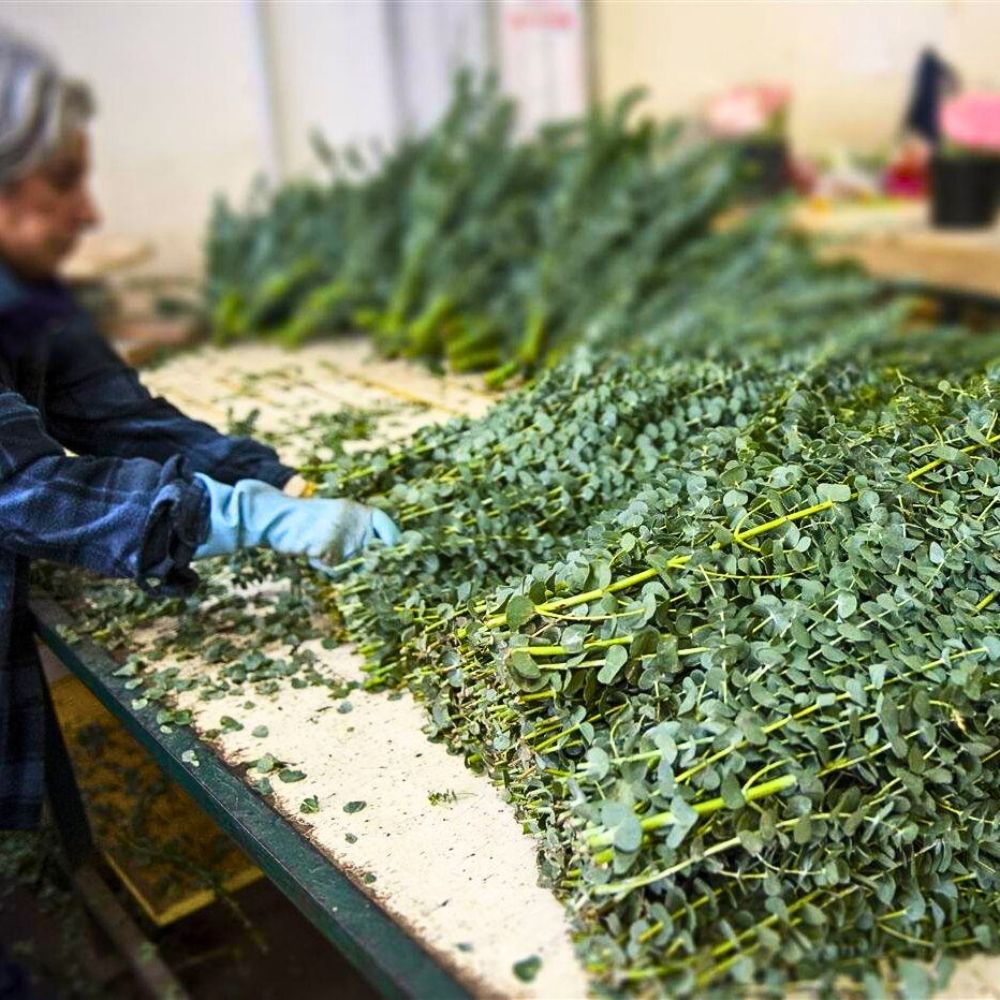 Italy’s Nori Fiori Delivers Fresh Eucalyptus Cinerea for Adomex’s OrcaGreen Label