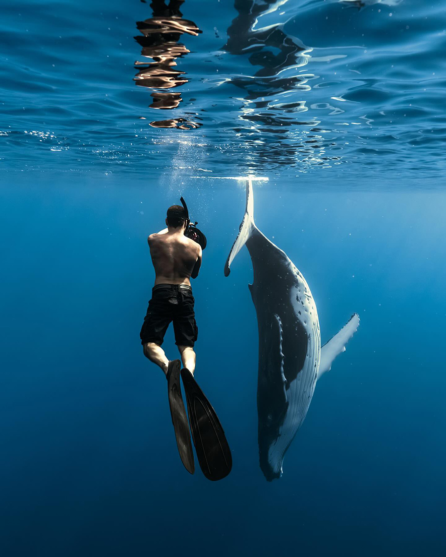 Alvaro Herrero photographing humpback whale