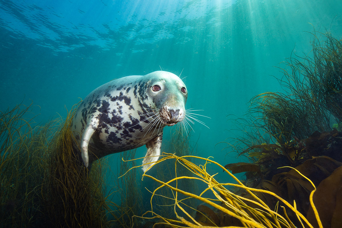 UPY 2025 David Alpert The Curious Seal