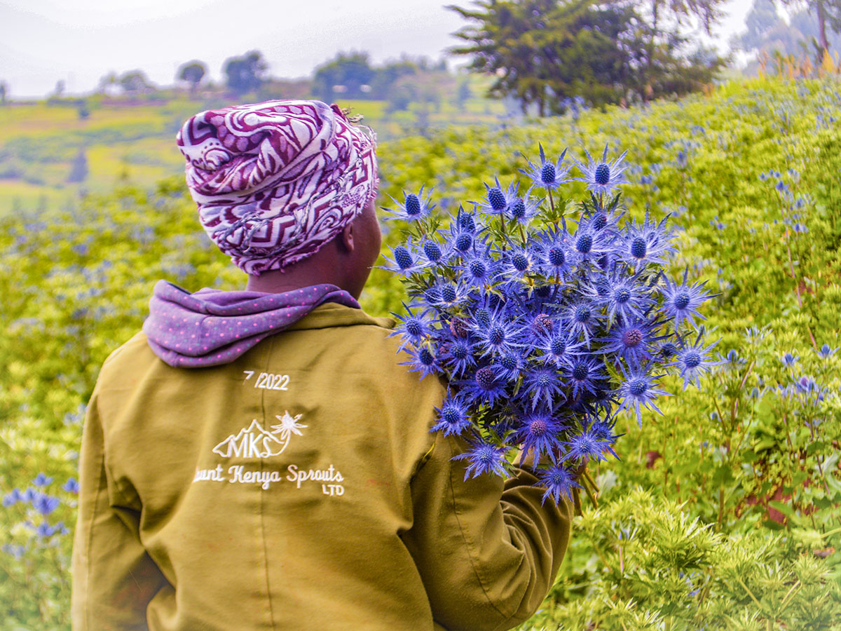 Mt Kenya Sprouts Blue Eryngium harvesting