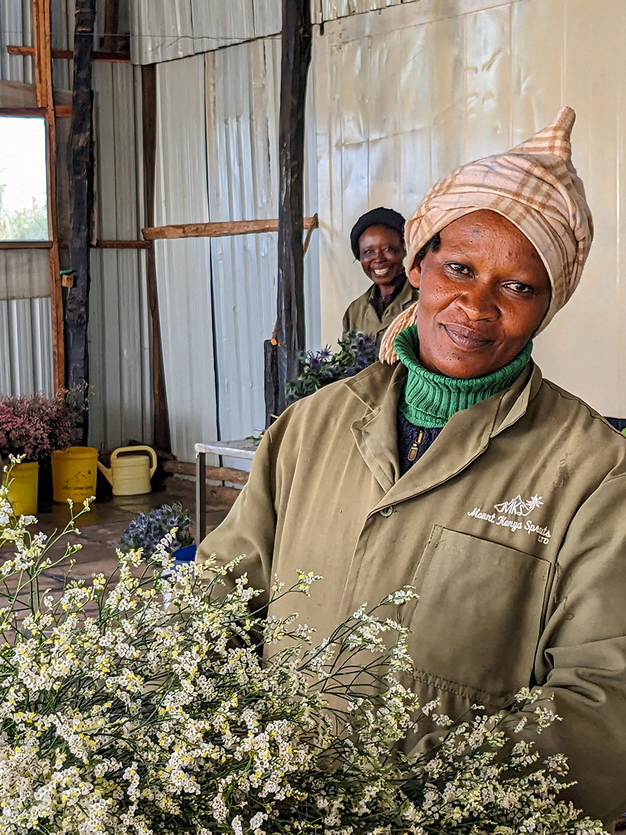 Mt Kenya Sprouts White Limonium grading