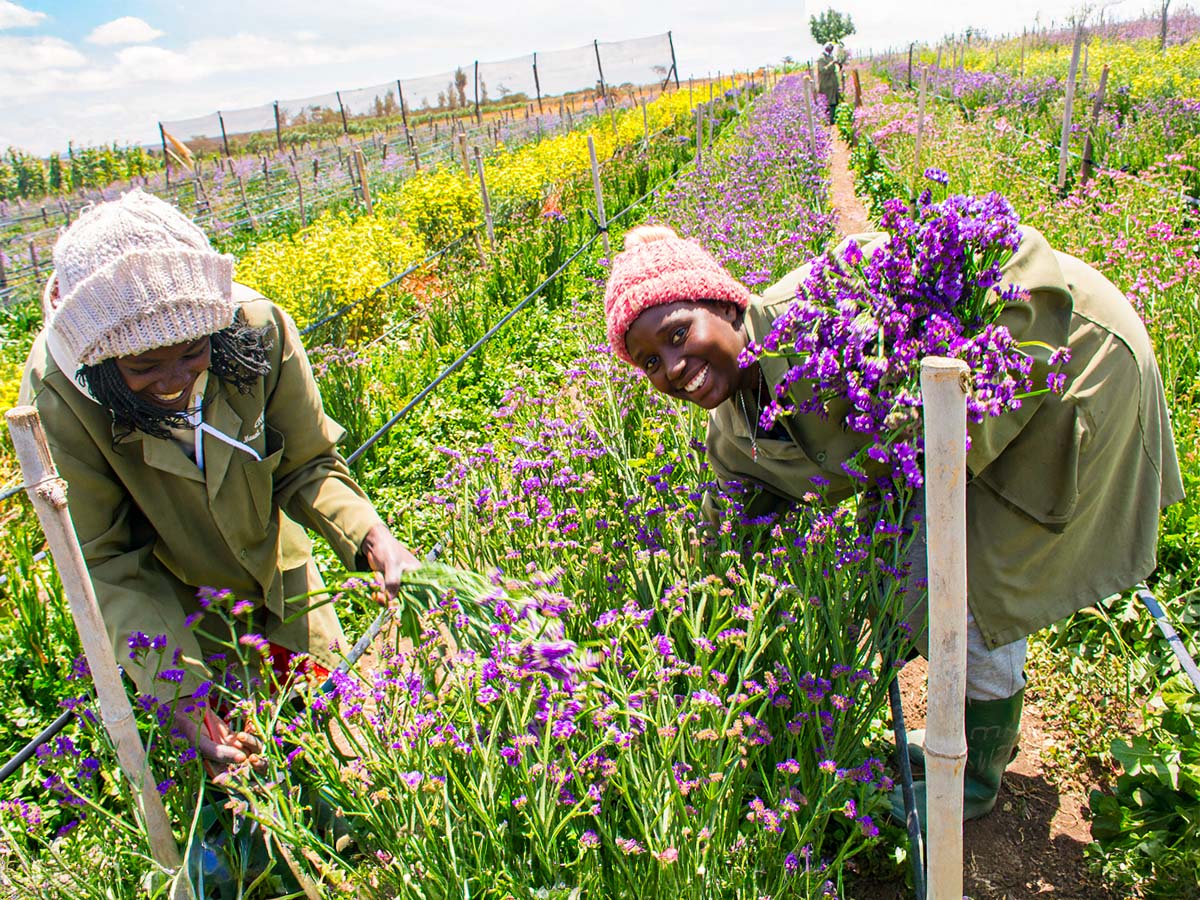 Mt Kenya Sprouts Blue Statice harvesting