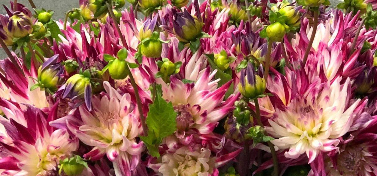 Dahlia - Cut Flowers - on Thursd for Peter's weekly Menu