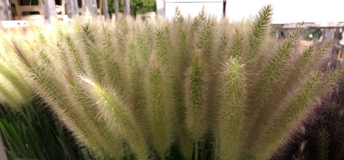 Pennisetum - Cut Flowers - on Thursd for Peter's weekly Menu