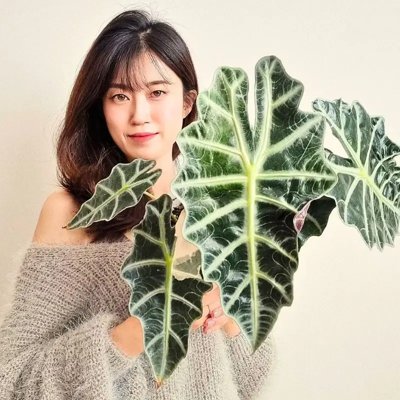 The Enigmatic Beauty of the Alocasia Amazonica Often Called the African Mask Plant or Polly Alocasia