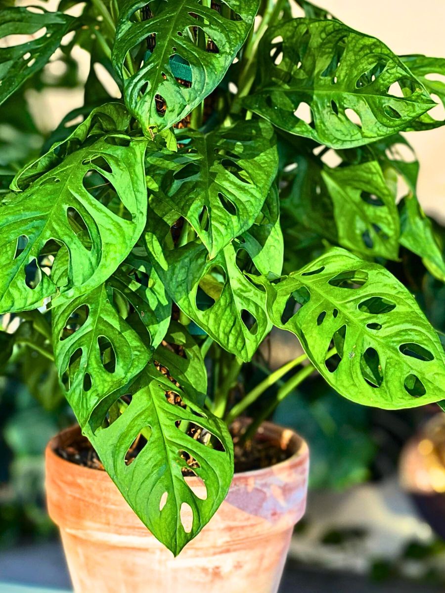 bright green leaves of the monstera adansonii