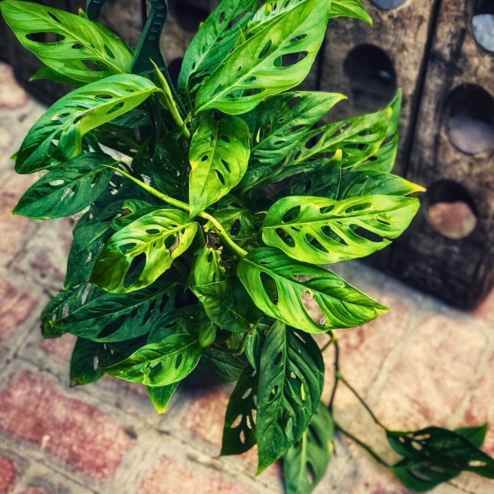 Lush green plant with unique, perforated leaves on a textured surface.