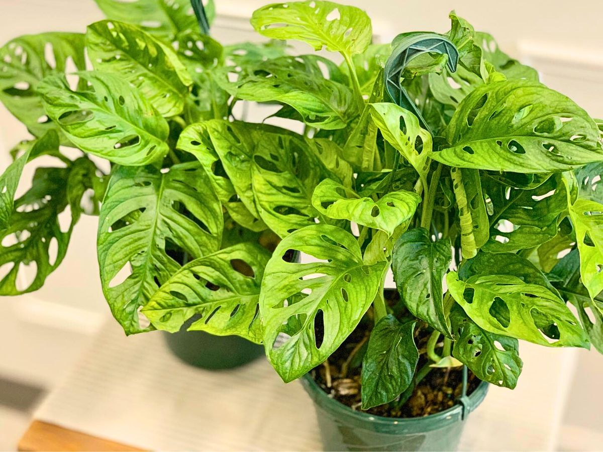 Green Monstera plant with distinctive perforated leaves in a pot.