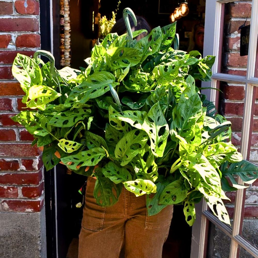 Person carrying a large, leafy green plant with holes, near a doorway.