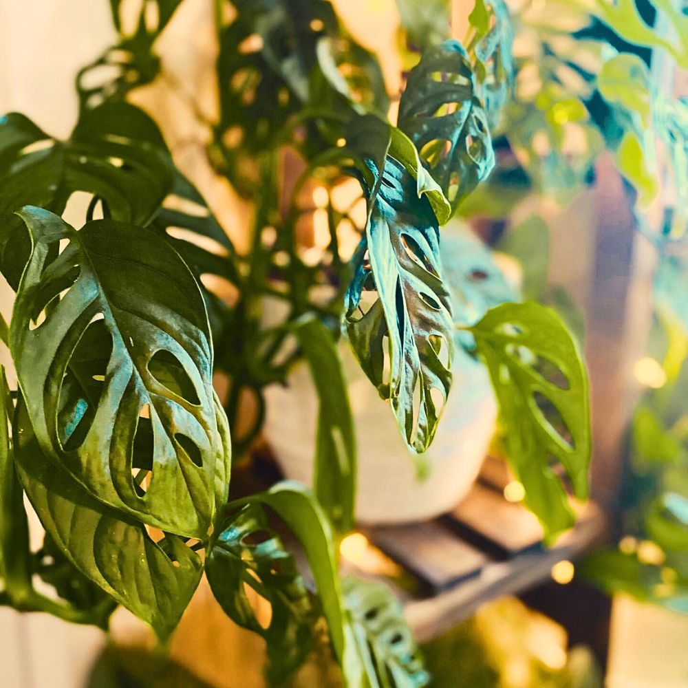 Leaf growth of swiss cheese plant