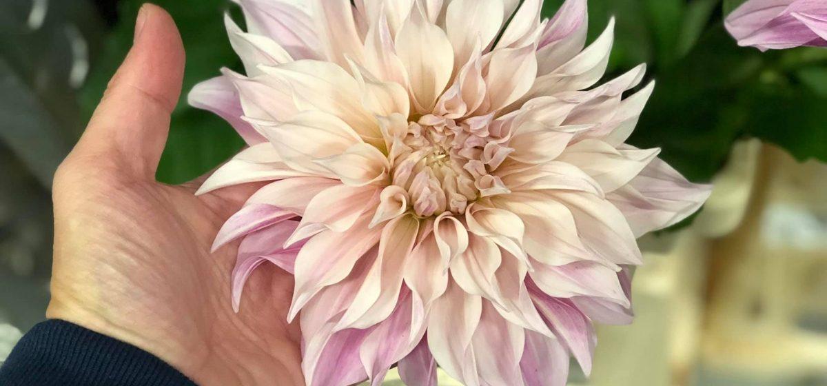 Cafe au Lait Dahlia - Cut Flowers - on Thursd for Peter's weekly Menu