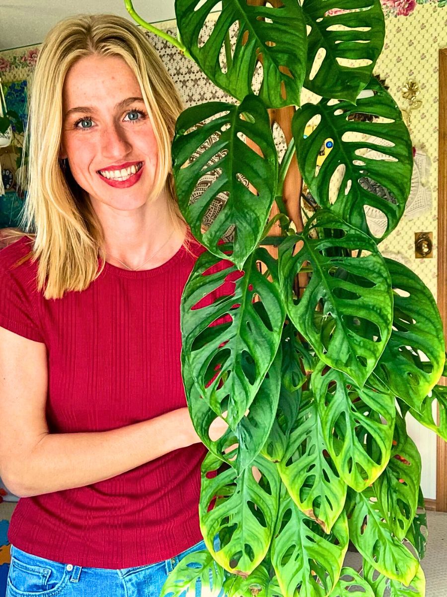 Growing Monstera Adansonii Indoors