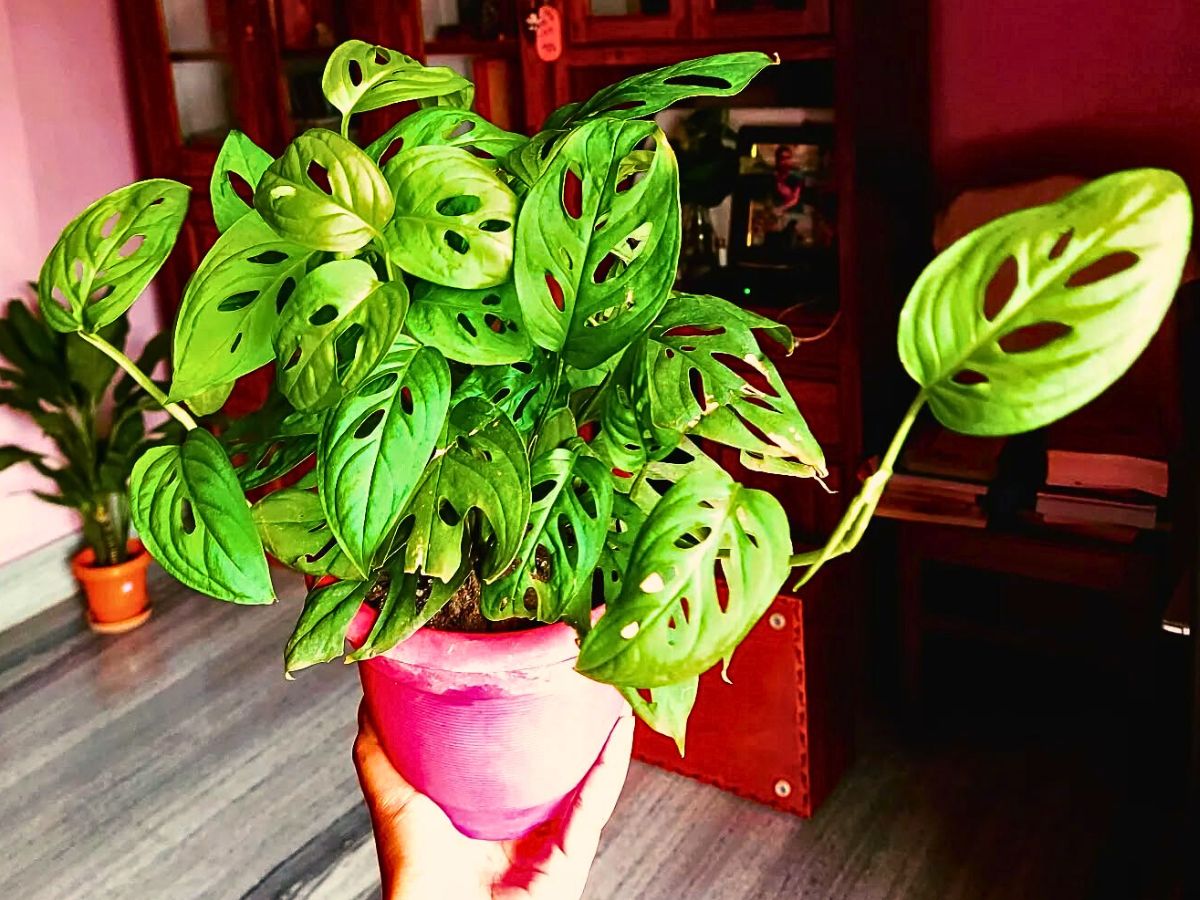 Hand holding a green plant with perforated leaves in a pink pot.