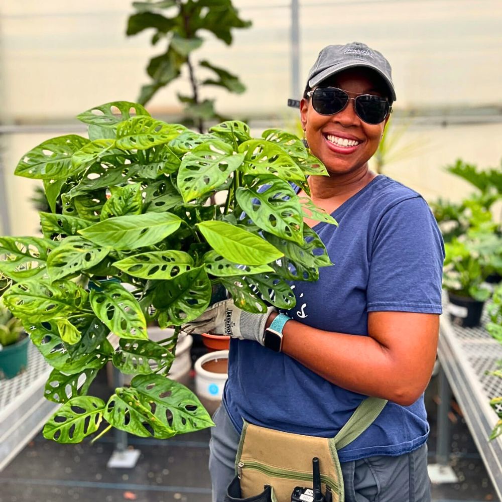 Smiling person in sunglasses holds a large plant with perforated leaves in a greenhouse.