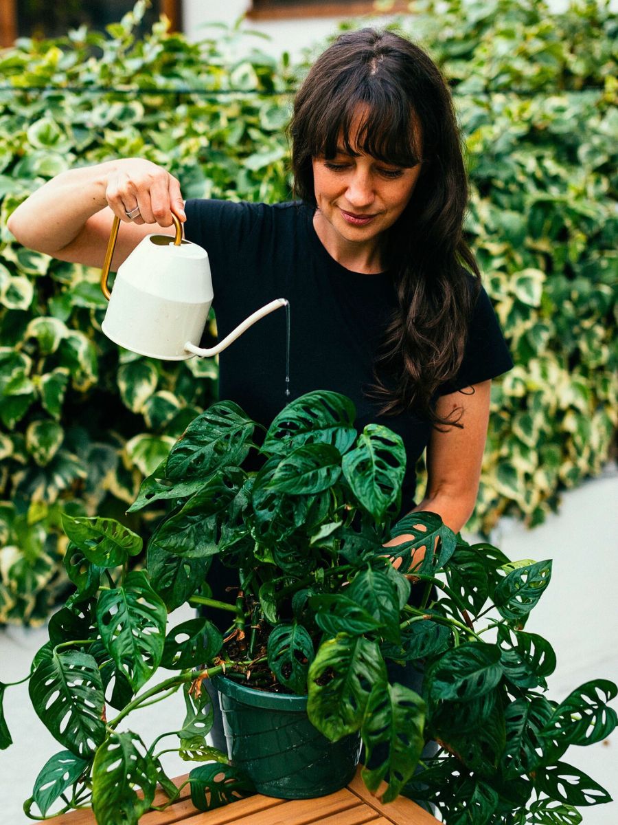 Watering and Humidity for Proper Monstera Adansonii Care