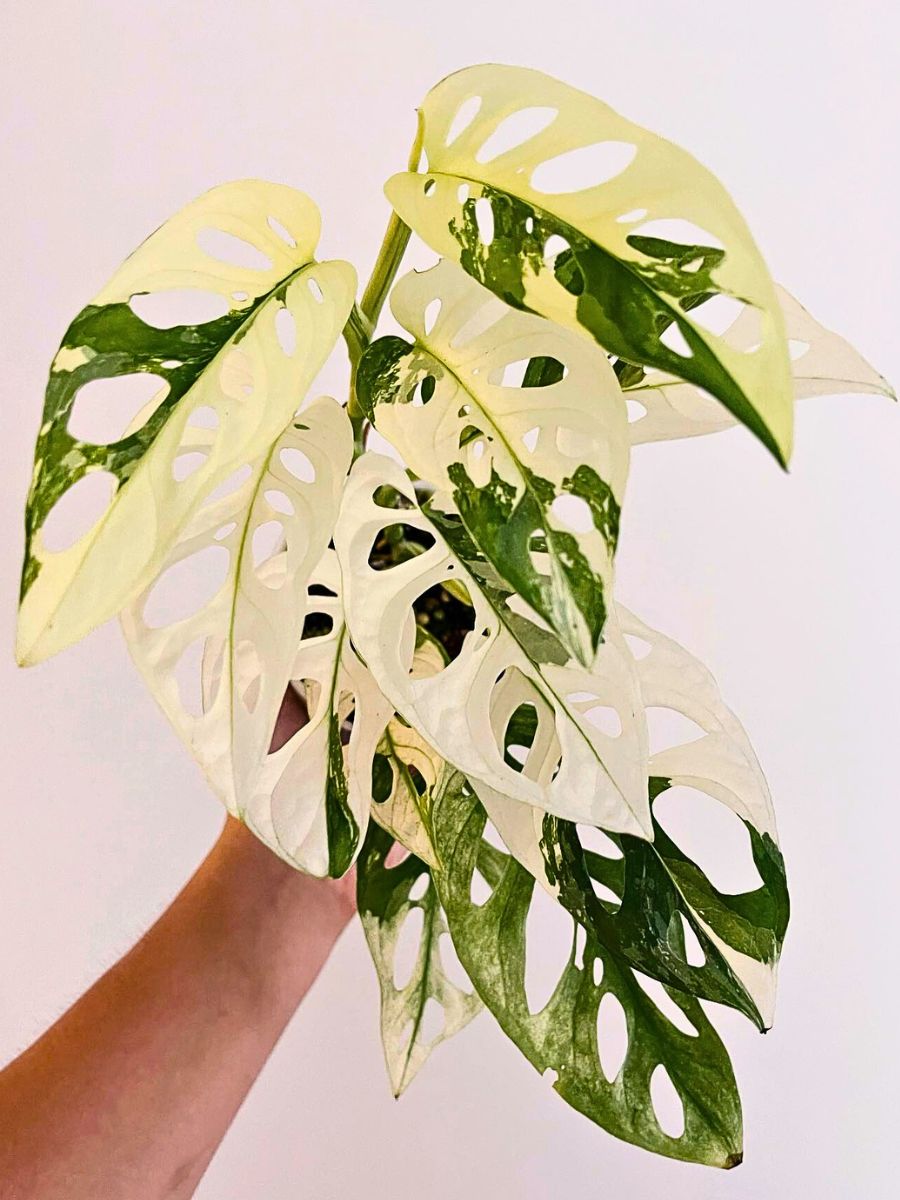 typical variegation in monstera adansonii