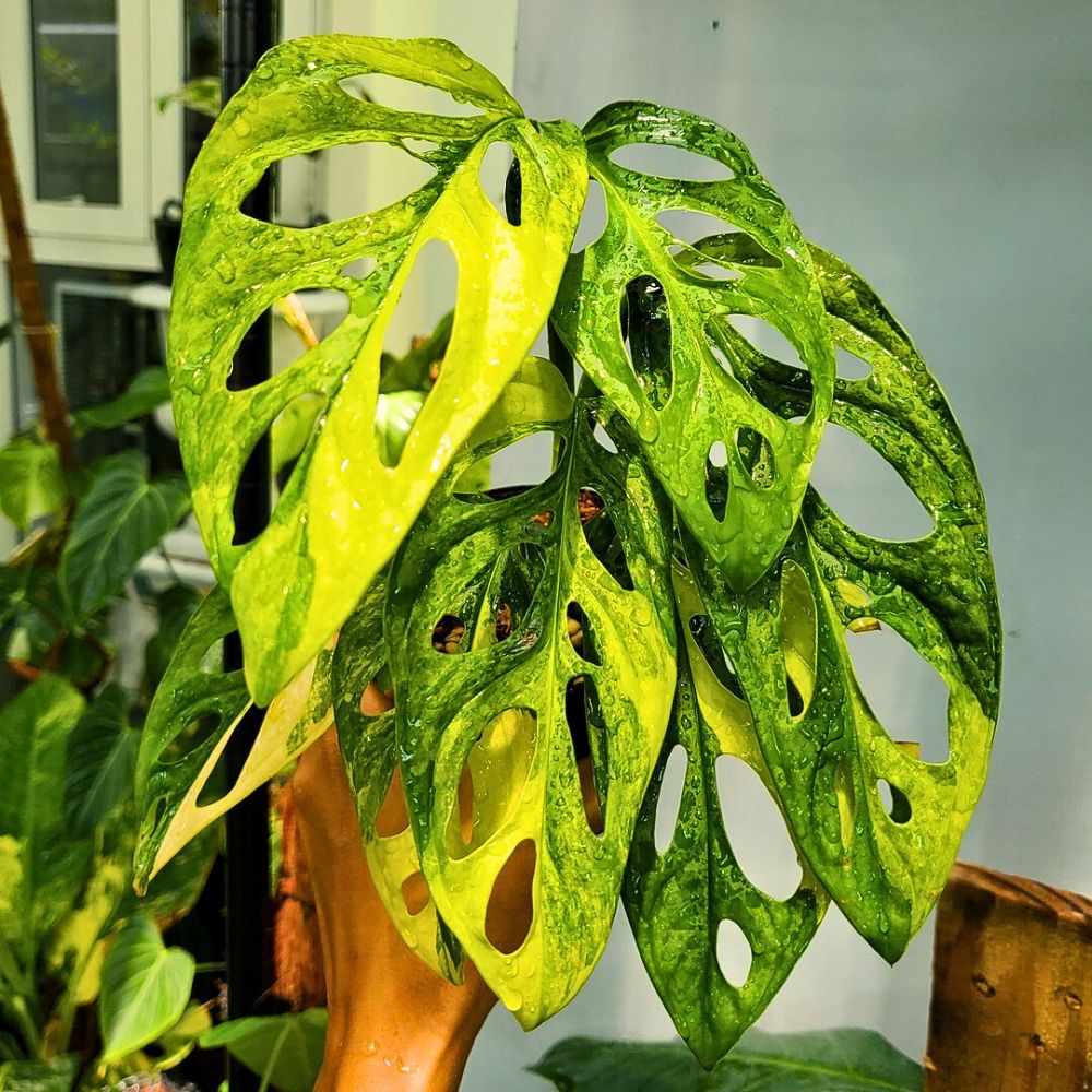 light green variegation in monstera adansonii plant