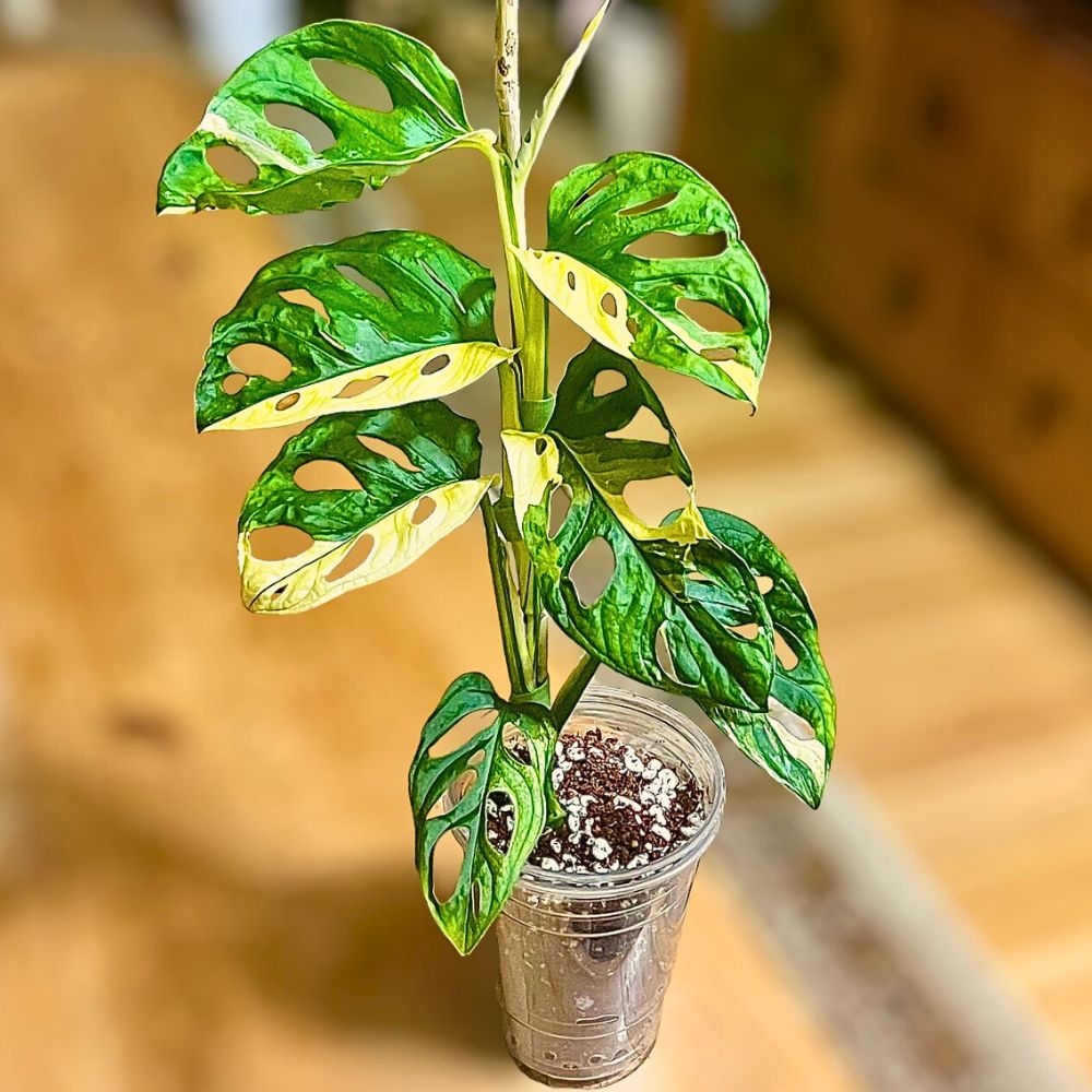 variegated swiss cheese plant