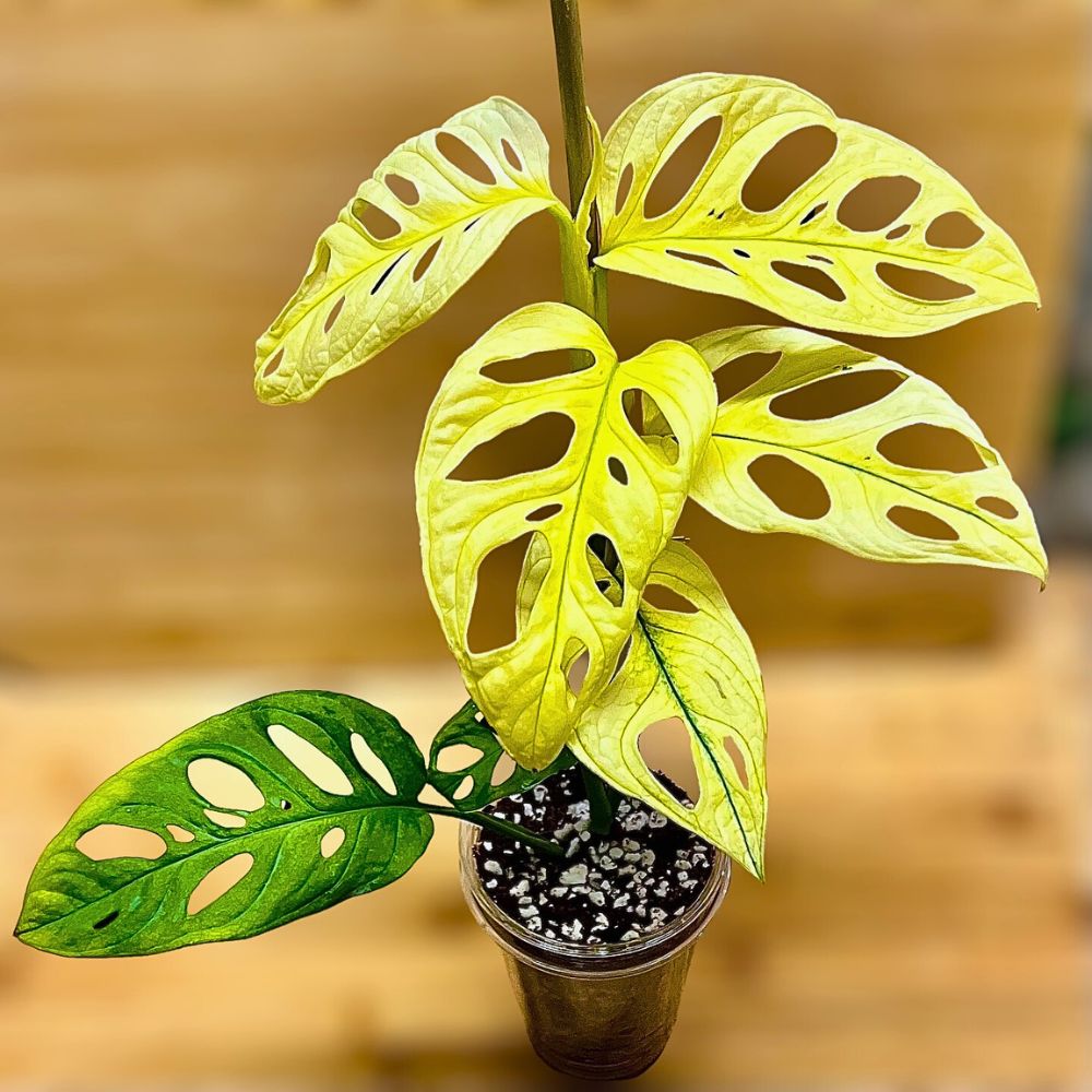 swiss cheese vine placed in a small pot