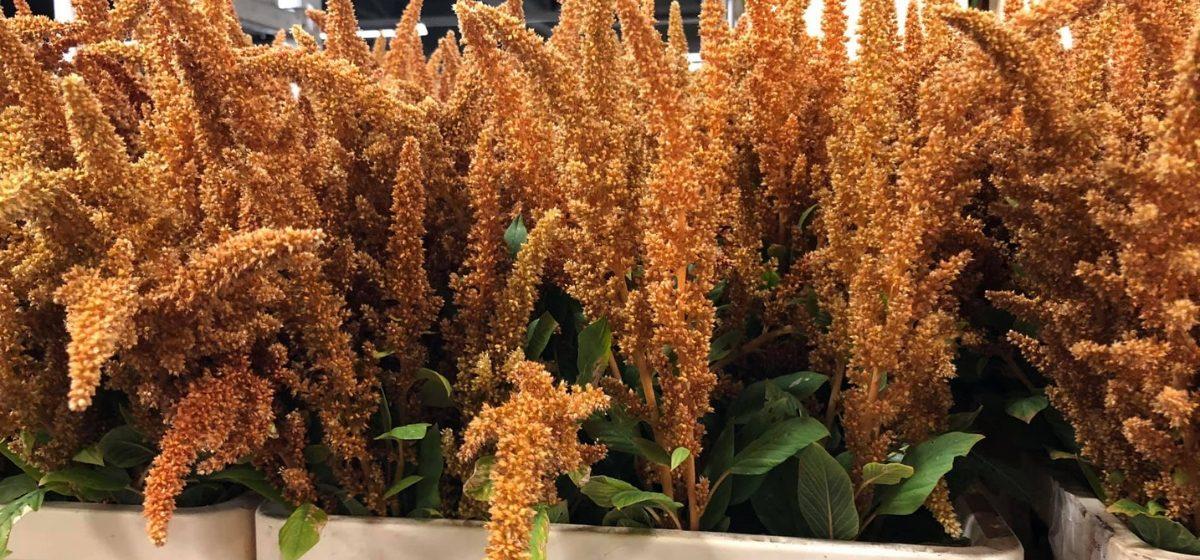 Amaranthus - Cut Flowers - on Thursd for Peter's weekly Menu