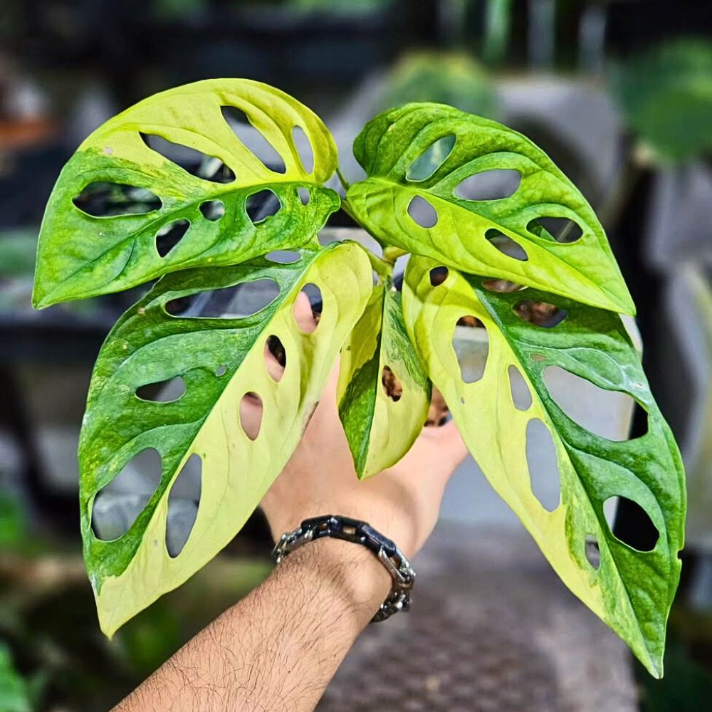 Hand holding a vibrant green plant with large, perforated leaves.