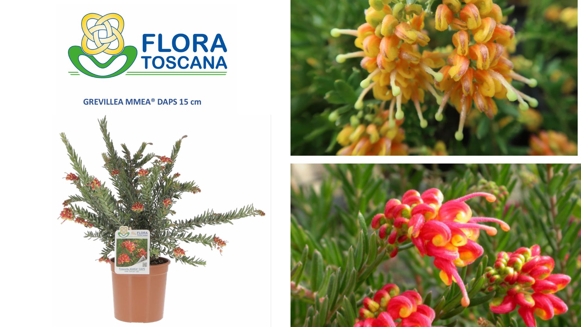 Grevillea by Flora Toscana