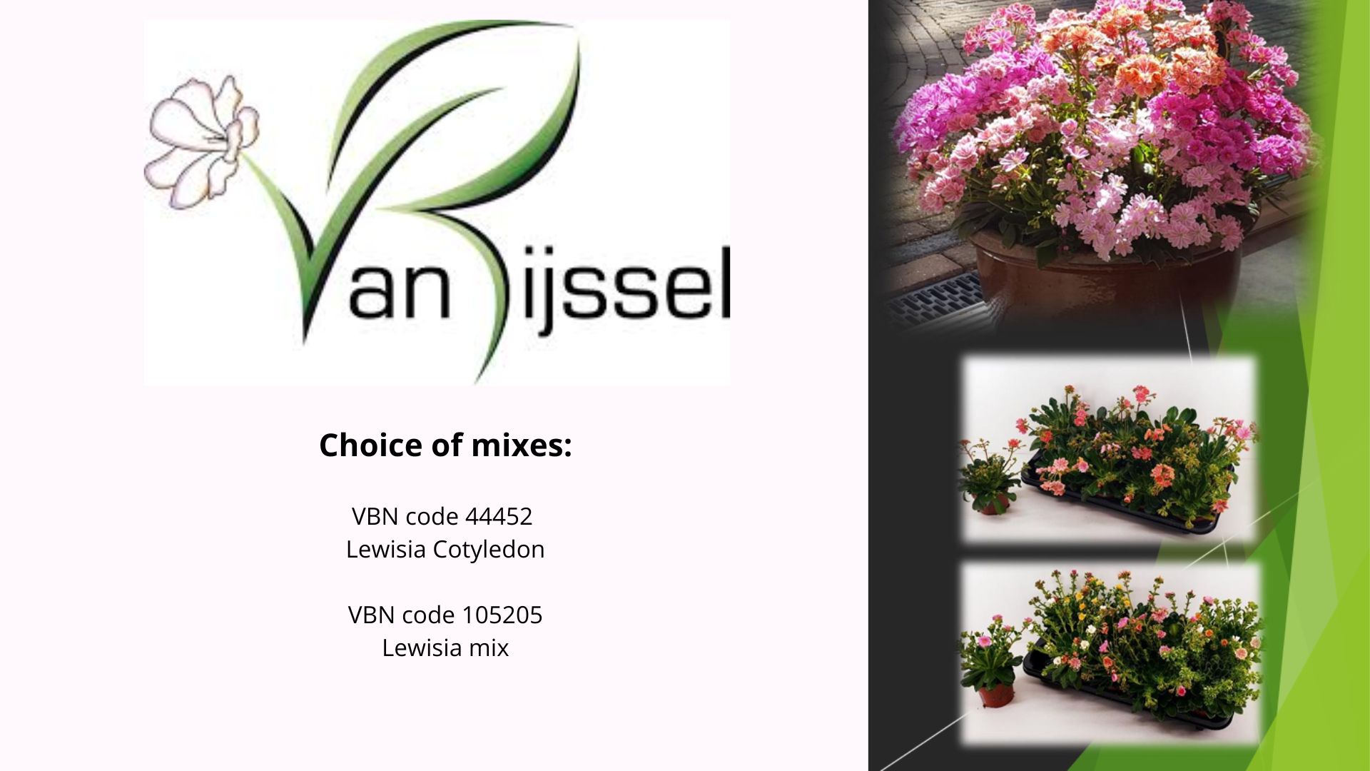 Lewisia by VOF van Rijssel