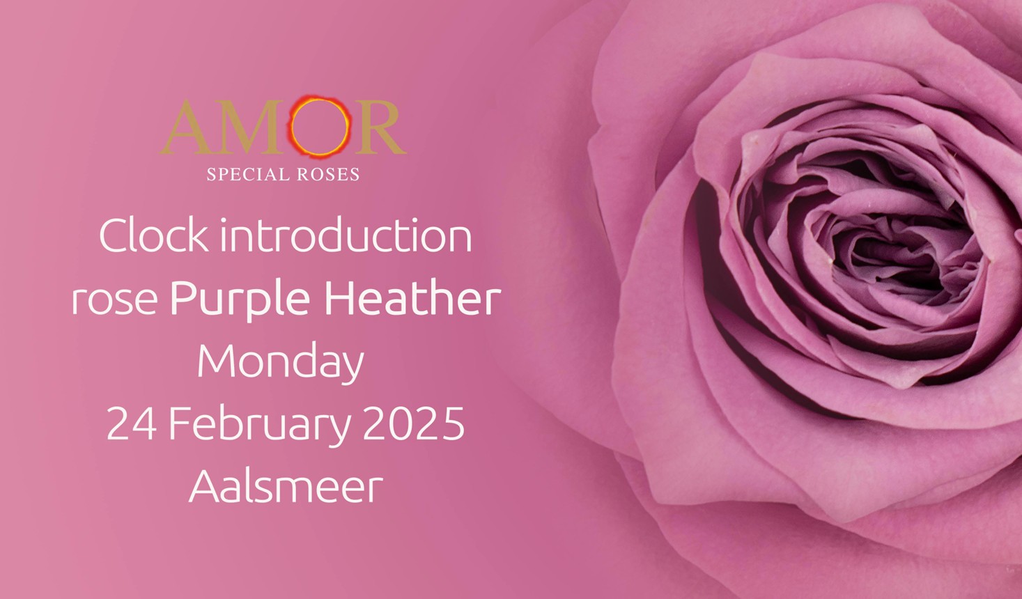 Rose Purple Heather by Decofresh