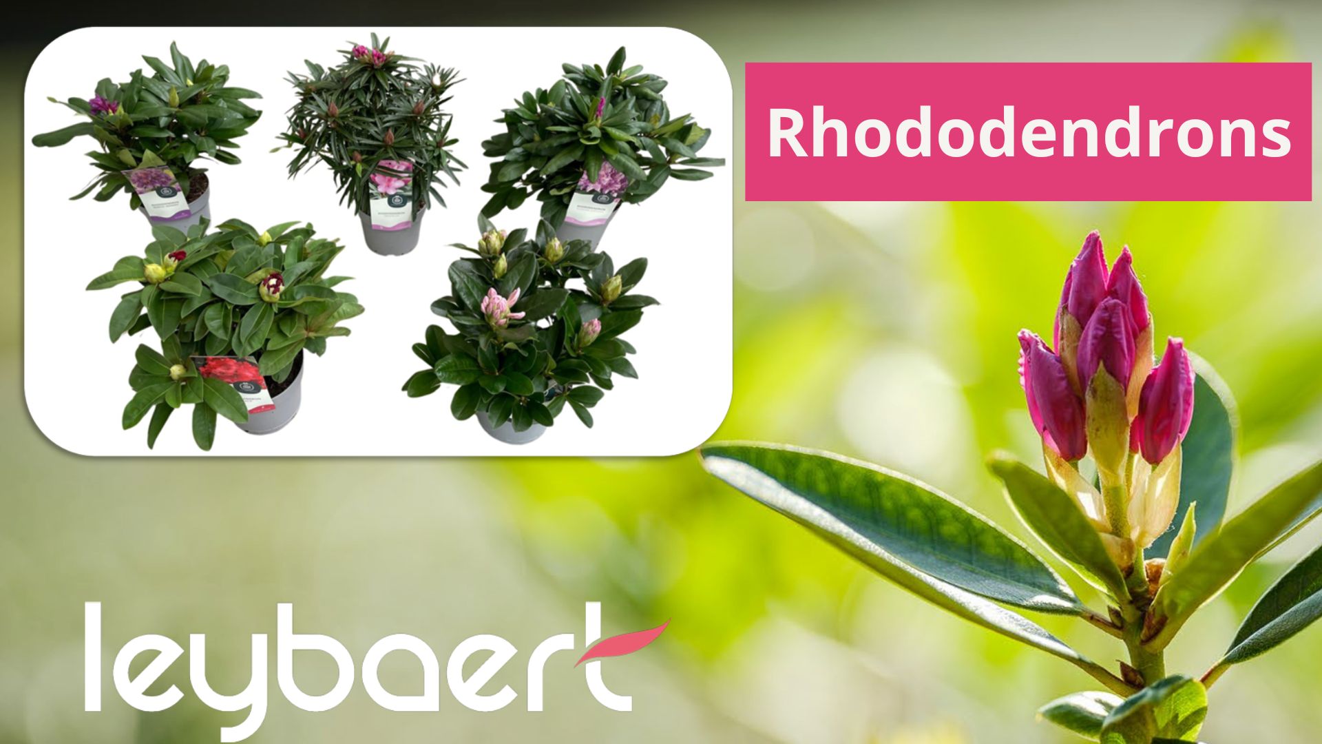 Rhododendrons by Leybaert